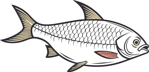 vector Drawing  of a attractive hilsa fish  