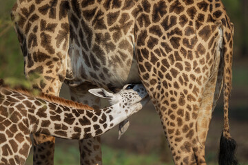 giraffe baby drinking milk