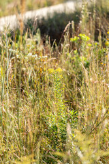 Goldenrod in the summer