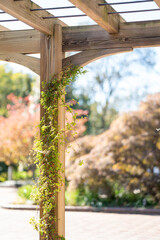 Vine grows up a pole