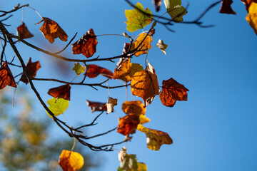 Autum Leaves