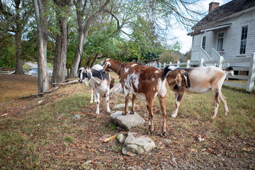 Goats by a barn
