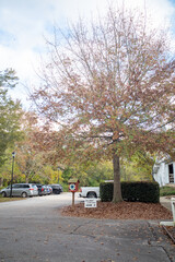 Fall Tree in Parking Lot