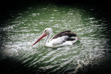 pelicans on the pond, good for article or commercial