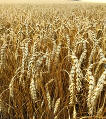 
Winter wheat. In the second half of summer, bread wheat reaches marketable maturity due to the formation of a good ear, optimal humidity. For the beginning of seed collection, threshing, the beginnin