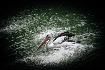 pelicans on the pond, good for article or commercial