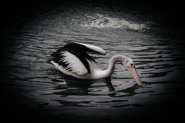 pelicans on the pond, good for article or commercial