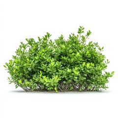 Fototapeta premium north florida shrubbery, landscaped, white background,generative ai