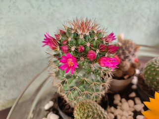 various types of mini succulents in pot