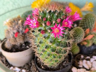 various types of mini succulents in pot