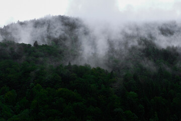 Forest in the Fog