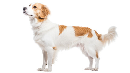 Fototapeta premium A dog with a beautiful white and orange coat stands proudly, looking to the side with a curious expression, embodying playfulness and elegance