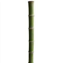Naklejka premium Tall and slender bamboo stalk, perfect for zen gardens and natural decor. This green plant adds tranquility and elegance to any space, enhancing serene atmosphere