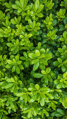 Green leaves background