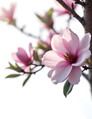 Magnolia tree isolated on white background