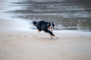 australian dog on the beach running 