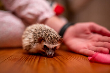 baby hedgehog playing in the house