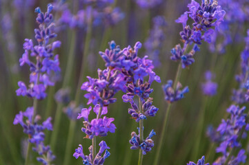 Close up of the lavender flowers