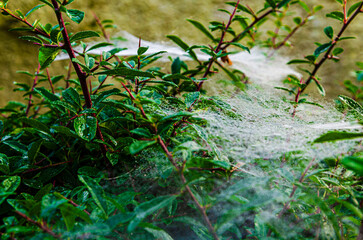 Spider or caterpillar web in the mist spun on a catoneaster and pyracantha bush