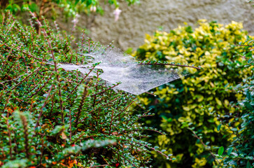 Spider or caterpillar web in the mist spun on a catoneaster and pyracantha bush
