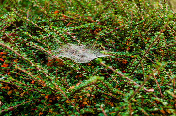 Spider or caterpillar web in the mist spun on a catoneaster and pyracantha bush