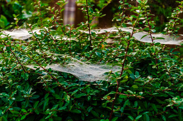 Spider or caterpillar web in the mist spun on a catoneaster and pyracantha bush