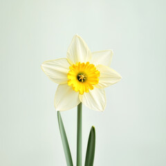 Obraz premium beautiful daffodil with soft yellow petals stands gracefully against light background, showcasing its vibrant center and delicate leaves. This flower symbolizes renewal and spring