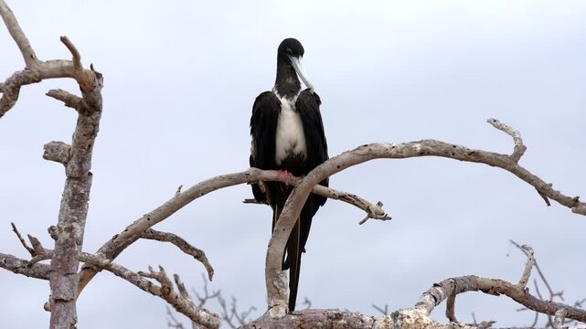 Magnificent frigatebird perches on a bare branch, occasionally looking around and preening its feathers