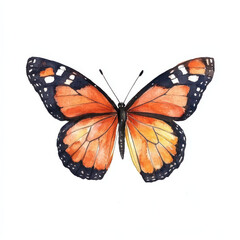 Obraz premium detailed monarch butterfly illustration showcasing vibrant orange and black wings, perfect for insect themed designs and nature inspired art