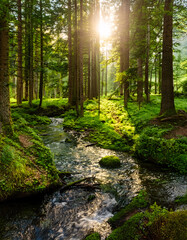 Obraz premium A sunlit forest path winds along a tranquil stream