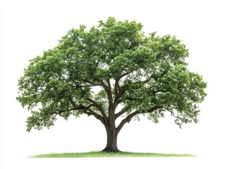 Obraz premium lone bur oak tree depicted in exquisite detail on a white backdrop, showcasing its majestic branches and lush foliage, symbolizing strength and resilience in nature