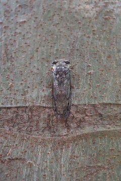 A cicada on a tree trunk almost goes unnoticed