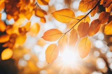 Obraz premium Warm sunrays gently lighting up autumn-colored leaves, enchanted forest with golden hues, peaceful and magical, medium close-up of leaves and trees 4