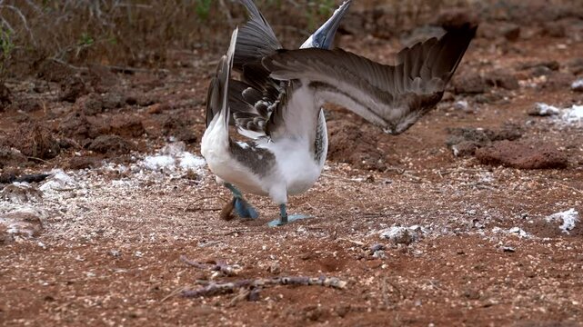 Blue footed booby standing on brown ground, stretching its wings in a display of vibrant plumage and natural beauty