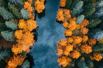 Fototapeta premium Drone view of a wide river surrounded by vivid autumn foliage in a deciduous forest, golden leaves reflecting on calm water, afternoon light 1