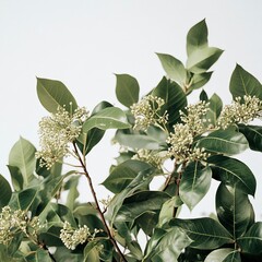 Fototapeta premium photoshoot image of A vibrant camphor tree standing tall with broad, glossy green leaves and clusters of small white flowers. generative ai