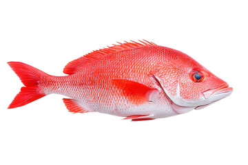 Obraz premium Vibrant Red Lionfish Swimming Against Dark Background With Streamlined Body And Pointed Spines