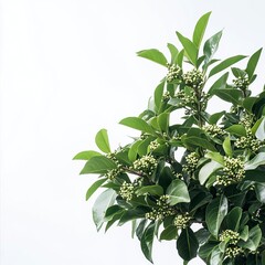 Obraz premium photoshoot image of A vibrant camphor tree standing tall with broad, glossy green leaves and clusters of small white flowers. generative ai