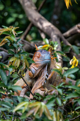 Iguana in the rain forest of Costa Rica.