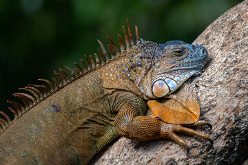 Iguana in the rain forest of Costa Rica.