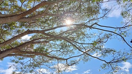 Shady trees tower high into the bright blue sky. Sunlight shines brightly through the gaps in the leaves, creating a beautiful shimmering effect. The tree branches look complicated and interlocked, fo