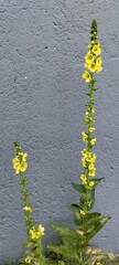 Plant with yellow flowers in an empty lot where a fire once burned down and now nature is recovering, against the gray background of the wall