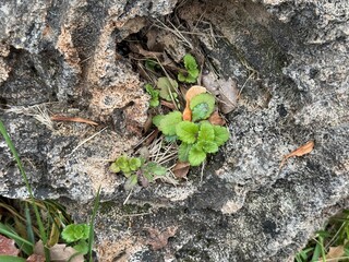 Close-up of Veronica agrestis plant growing on a rock. Green field speedwell. Veronica agrestis,...