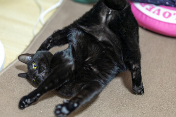黒猫の日常