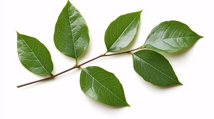 Naklejka premium Fresh Green Leaves on a Branch Isolated on a White Background, Perfect for Nature-Themed Designs, Botanical Illustrations, or Environmental Concepts