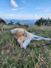 Carpathian Mountains