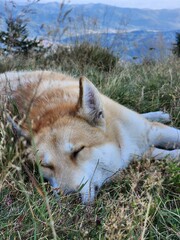 Carpathian Mountains