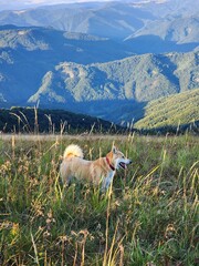 Carpathian Mountains