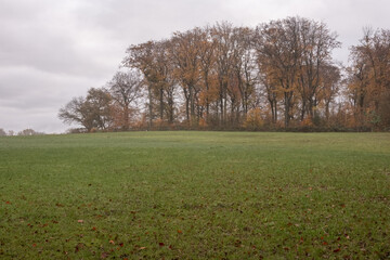 Green meadow and colorful autumn trees under cloudy sky