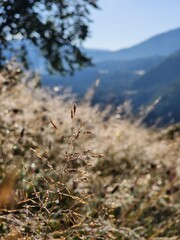 Carpathian Mountains